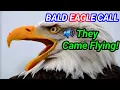 Bald Eagle Call That Attracts Eagles Instantly Real Bald Eagle Sound High Quality