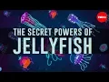 Jellyfish predate dinosaurs How have they survived so long - David Gruber