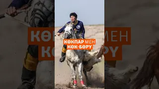 Көкпар мен көкбөрүнің айырмашылығы неде?