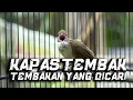 Download Lagu MASTERAN KAPAS TEMBAK TEMBAKAN YANG DICARI! KAPAS TEMBAK GACOR!