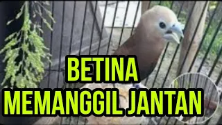 Download emprit bondol haji betina gacor memanggil jantan MP3