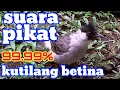 Download Lagu suara pikat kutilang betina memanggil jantan paling andalan... full satu jam