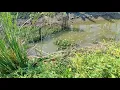 Download Lagu Sumpah saya gak nyangka ternyata ikannya makanin‼️padahal awalnya sempat ragu mancing di spot ini