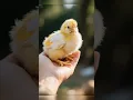 Download Lagu chick standing on the palm of a hand