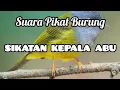 Download Lagu SUARA PIKAT BURUNG SIKATAN KEPALA ABU | SIKATAN KEPALA ABU GACOR