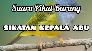 suara pikat burung sikatan kepala abu sikatan kepala abu gacor