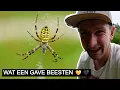 #369: Wespspinnen van dichtbij met de Laowa 25 mm Ultra-Macro 🕷️ | Sony A7 IV