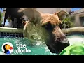 Download Lagu Foster Puppy Immediately Recognizes His Mom At Pool Party | The Dodo