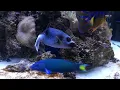 Download Lagu Shrimplovers 6ft Predator Reef Tank