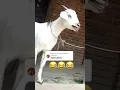 Download Lagu Goat call Mariam #viral #trending #viral #toutlemonde