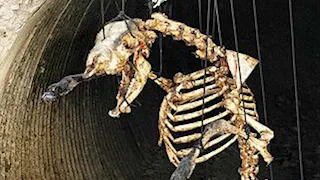 The Nickelodeon Movie That Used Real Bones - Lost Media Case Files Vol 2 blameitonjorge