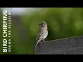 Download Lagu Suara Burung alam - Suara Burung alam yang indah untuk Menyembuhkan Depresi