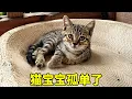 Heiniu is gone the kitten is all alone Xiangye Zhigang