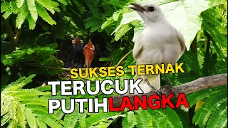 Download BURUNG TRUCUK PUTIH LANGKA  INIPUN BERANAK PINAK DITANGAN OM MUSLIM - PENANGKAR BERTANGAN DINGIN MP3