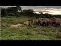 Download Lagu Male lion charges at a rhino herd to protect his lioness