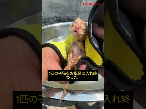 見つけた4匹の子猫にお風呂を入れました。#cat #funny