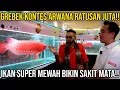 Download Lagu GREBEK KONTES ARWANA RATUSAN JUTA!! IKAN SUPER MEWAH BIKIN SAKIT MATA!!ACS CUP 5 #KINGOFTHEJUNGLE