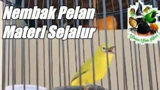 pleci nembak materi sejalur witwit pelan