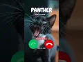 Download Lagu Panther is Calling! #viralvideokids #catshorts #kidsshorts #funnycat #cutekitten #viralshorts
