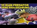 Download Lagu 10 IKAN PREDATOR YANG BISA DIGABUNG KE DALAM COMTNAK (COMMUNITY TANK) AIR TAWAR