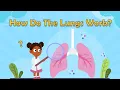 How Do The Lungs Work Facts About Lungs Human Body Facts for Kids Science Facts for Kids