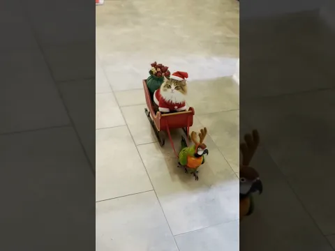 This Is the Cutest Christmas Chaos Ever - Cat Santa And Parrot Reindeer #shorts