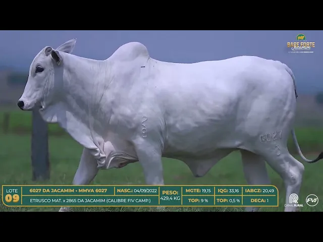 Novilha Nelore MMVA-6027