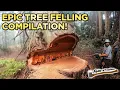 Download Lagu EPIC Tree Felling Compilation! TIIIMBERRR!