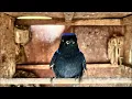 Download Lagu UPDET STOK ABADI BIRD PALMERAH KOMPLIT!HARGA DI BAWAH STANDAR.!!