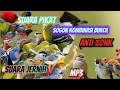 Download Lagu PIKAT BURCIL KOMBINASI SOGON RIBUT DAN  RIBUT MP3 ANTI ZONK SUARA JERNIH
