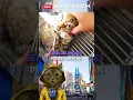 Download Lagu Larva Parasit Raksasa Dikeluarkan dari Hidung Kucing Liar!