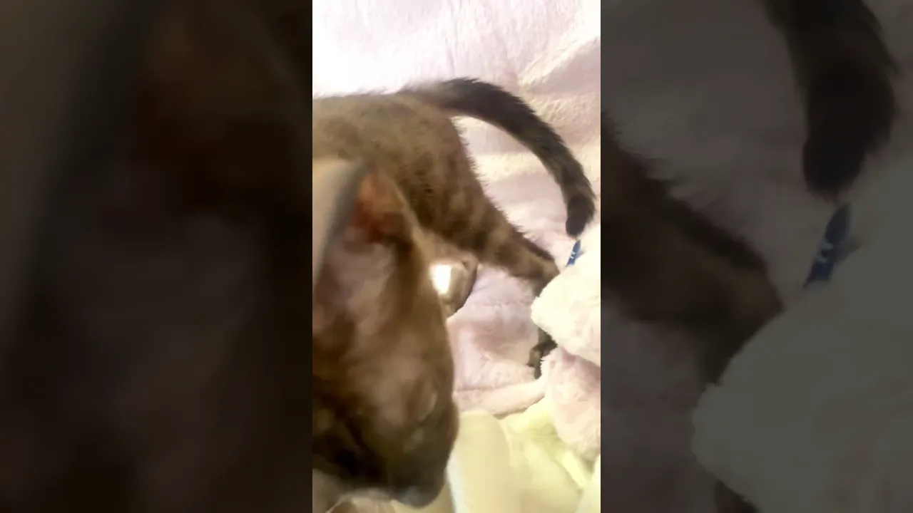 動画