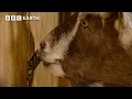 Download Lagu Clever Cows \u0026 Mischievous Goats: Surprising Animal Geniuses | BBC Earth