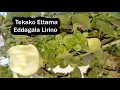 Download Lagu Ebikendeza Amattama ge Mana Bibino Tekako Ettama Eddagala Lirino
