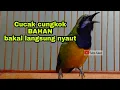 Download Lagu suara cucak cungkok jantan gacor jernih