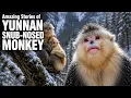 Meet the Yunnan Snub-Nosed Monkey