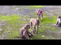 🔴 LIVE 🐒💛 Baby SARI Practices Walking and Shows Sweet Progress with Mama SARIKA 🌿