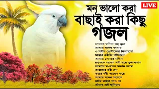 🔴 Live Gojol | ঘুমানোর আগে গজল গুলি শুনুন মনে শান্তি আসবে ইনশাআল্লাহ | Most Beautiful Islamic Gojol