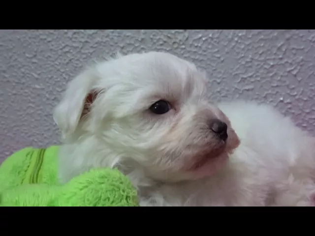 動画