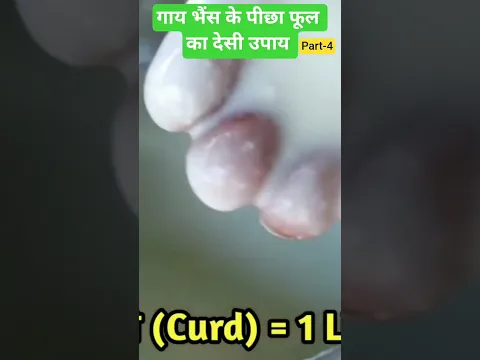 गाय भैंस के पीछा फूल का देसी उपाय Part - 4 / Prolaps treatment for cow and buffaloes #dairyfarming
