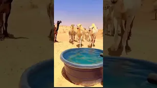 الإبل ترد الماء وراعيها يهيجن قناة البادية الرسمية 