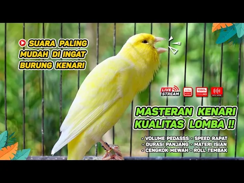Download MP3 Kenari GACOR‼️ Masteran Burung Kenari PAUD dan Pancingan Kenari MACET BUNYI (EPISODE  1559)