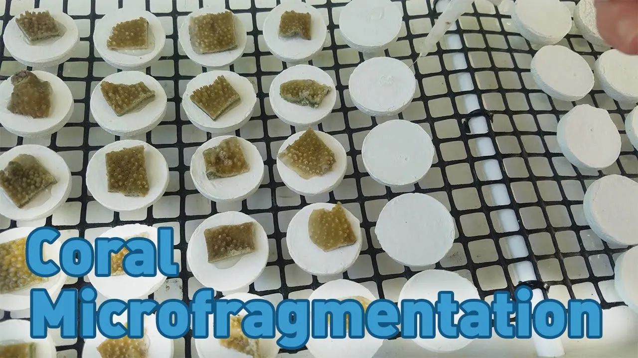 Coral Microfragmentation: what it is, and why we are not doing it