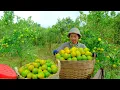 Lagu Harvest A Three-Wheeled Cart Of Tangerine To Sell At The Market, Care For Vegetable And Fruit Garden