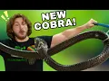 Lagu NIEUW Cobra wil BIJTEN!