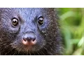 Download Lagu A Mongoose and Black Mamba Fight to the Death