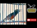 Download Lagu {Masteran OmKicau} SUARA BURUNG KOLIBRI NINJA JANTAN UNTUK PANCINGAN KONIN BAHAN