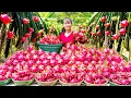 Use Truck To Harvesting 1000+ Dragon Fruits Go To Market Sell | Phương Farm Life