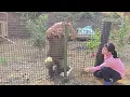 The Police Officer Surprises the Young Woman by Helping Her Build a Chicken Coop and Buying Chickens