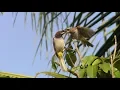 Download Lagu SUARA PIKAT BURUNG CERUCUKAN ATAU BURUNG JOGJOG Mp3